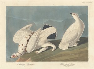 American Ptarmigan and White-tailed Grouse by Robert Havell after John James Audubon