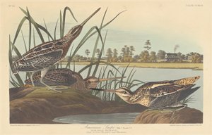 American Snipe by Robert Havell after John James Audubon