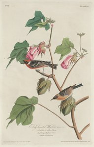 Bay-breasted Warbler by Robert Havell after John James Audubon