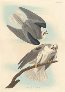 Black-winged Hawk by Robert Havell after John James Audubon