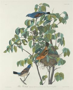 Blue Grosbeak by Robert Havell after John James Audubon