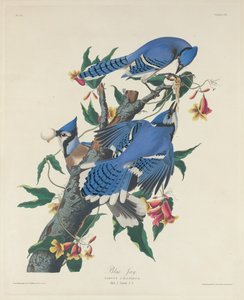 Blue Jay by Robert Havell after John James Audubon