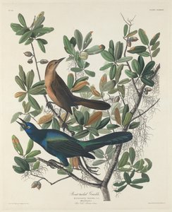 Boat-tailed Grackle by Robert Havell after John James Audubon