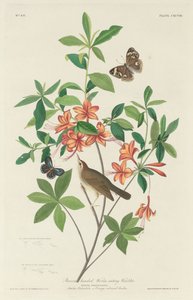 Brown-headed Worm-eating Warbler by Robert Havell after John James Audubon