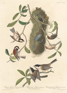Chestnut-Backed Titmouse, Black-Capped Titmouse and Chestnut-Crowned Titmouse