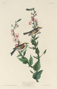 Chestnut-Sided Warbler by Robert Havell after John James Audubon