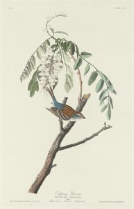 Chipping Sparrow by Robert Havell after John James Audubon