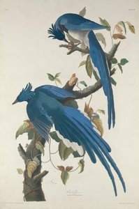 Columbia Jay by Robert Havell after John James Audubon