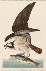 Fish Hawk