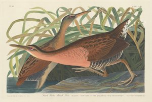 Fresh Water Marsh Hen by Robert Havell after John James Audubon