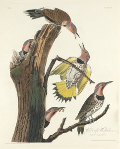 Gold-winged Woodpecker by Robert Havell after John James Audubon