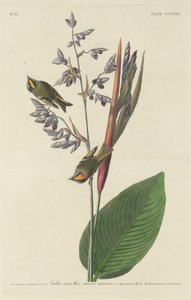 Golden-Crested Wren by Robert Havell after John James Audubon