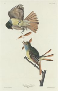 Great Crested Flycatcher by Robert Havell after John James Audubon