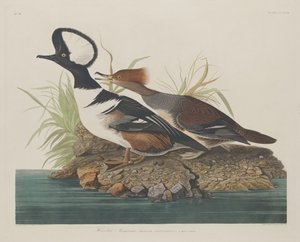 Hooded Merganser by Robert Havell after John James Audubon