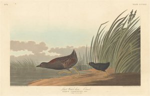 Least Water-hen by Robert Havell after John James Audubon