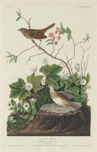 Lincoln Finch by Robert Havell after John James Audubon
