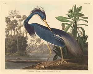 Louisiana Heron by Robert Havell after John James Audubon
