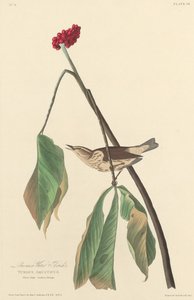 Louisiana Water Thrush by Robert Havell after John James Audubon