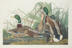 Mallard Duck by Robert Havell after John James Audubon