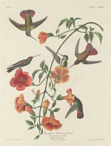 Mangrove Humming Bird by Robert Havell after John James Audubon