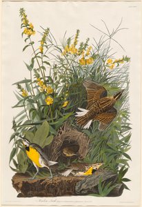 Meadow Lark by Robert Havell after John James Audubon