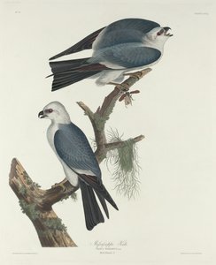 Mississippi Kite by Robert Havell after John James Audubon