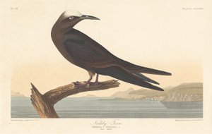 Noddy Tern