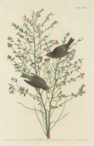 Orange-crowned Warbler by Robert Havell after John James Audubon