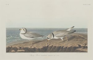 Piping Plover by Robert Havell after John James Audubon