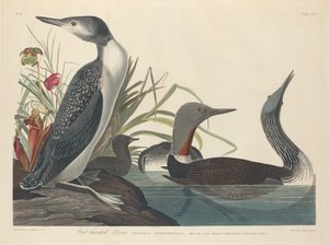 Red-throated Diver by Robert Havell after John James Audubon