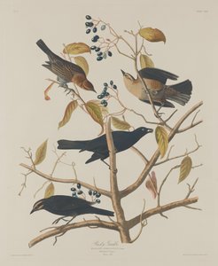 Rusty Grackle
