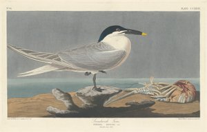 Sandwich Tern by Robert Havell after John James Audubon