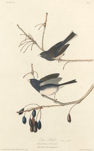 Snow-Bird by Robert Havell after John James Audubon