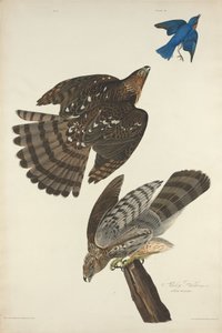 Stanley Hawk by Robert Havell after John James Audubon