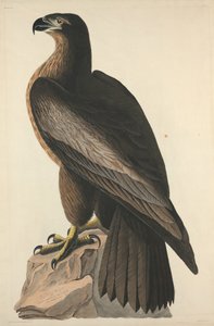 The Bird of Washington or Great American Sea Eagle by Robert Havell after John James Audubon