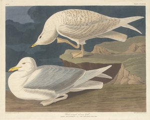 White-winged Silvery Gull by Robert Havell after John James Audubon