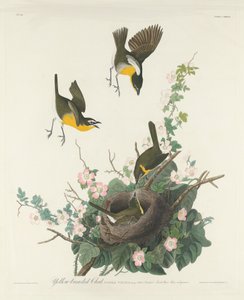 Yellow-breasted Chat by Robert Havell after John James Audubon