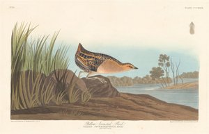 Yellow-breasted Rail by Robert Havell after John James Audubon