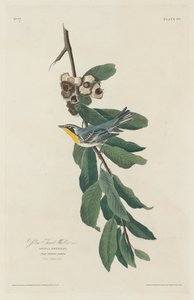 Yellow-throated Warbler by Robert Havell after John James Audubon