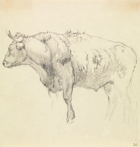 A Bull by Robert Hills