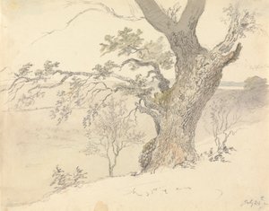 An Oak in Englefield Park