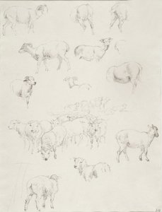 Flock of Sheep