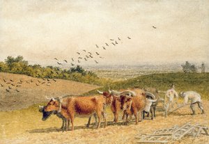 Oxen Ploughing a Downland Field