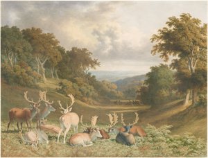 Stags in Knole Park, Kent by Robert Hills