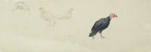 Studies of a Turkey