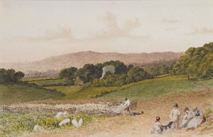 The Turnip Field