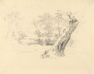 Tree Study