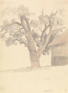 Walnut Tree by Robert Hills