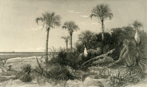 On the Coast of Florida