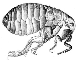 Flea, wingless bloodsucking parasitic insect